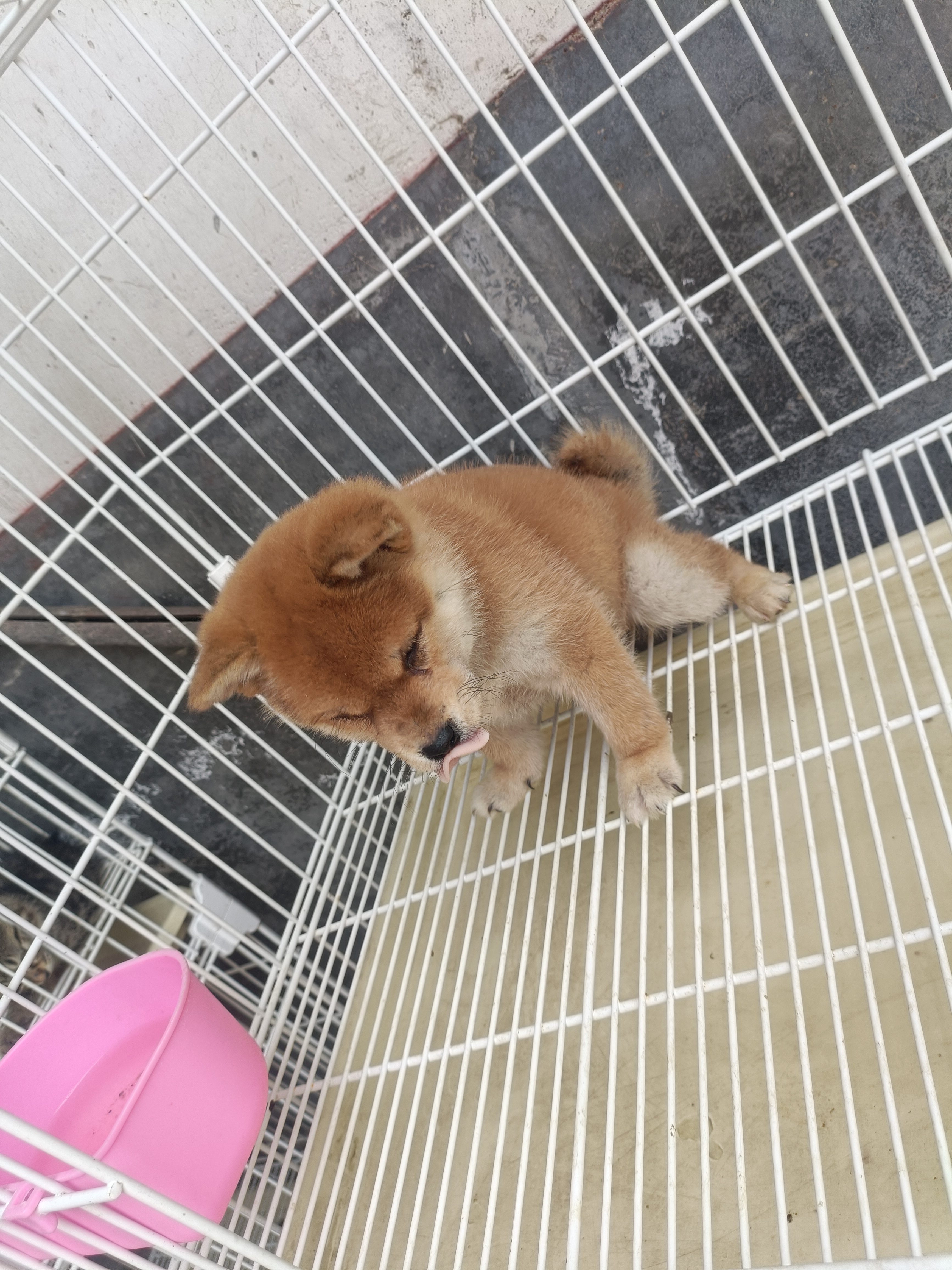 柴犬，有喜欢的，还可以优惠